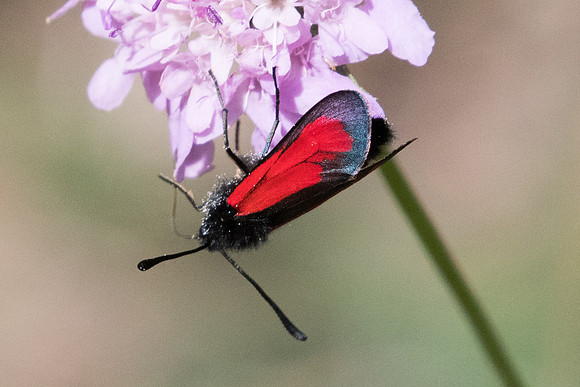 Zygaena purpuralis-3749 - Llo - 18/07/23