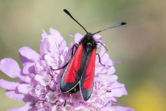 Zygaena purpuralis-3715 - Llo - 18/07/23