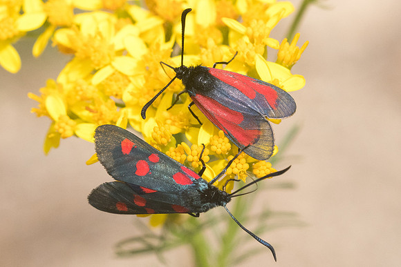 Zygaena purpuralis et lonicerae-6324 - Col de Sansa (Real) - 21/07/23
