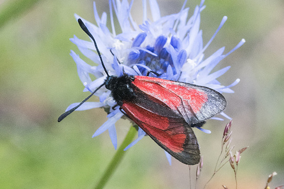 Zygaena purpuralis - 6653 - Bolquere - 21/07/23