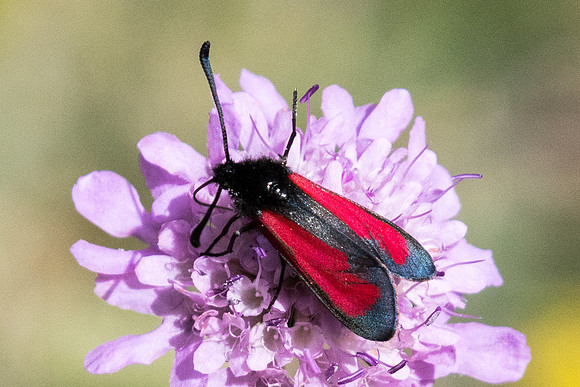 Zygaena purpuralis-3719 - Llo - 18/07/23
