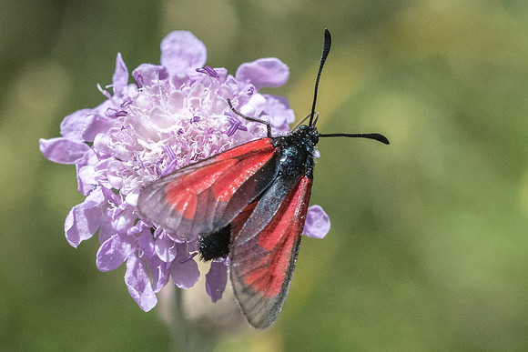 Zygaena purpuralis-6110 - Llo - 20/07/23