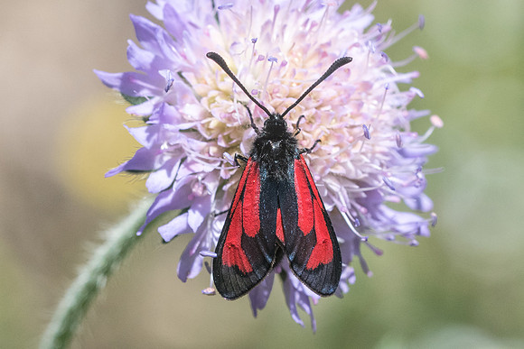 Zygaena purpuralis ou minos -5087 - Isola 2000 - 26/06/21