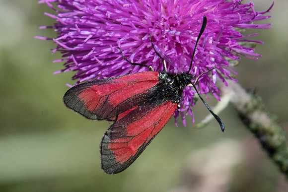 Zygaena purpuralis-6353 - Termignon - 15/07/22