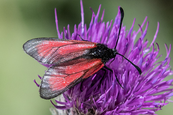 Zygaena purpuralis id--7060 - Termignon - 15/07/22