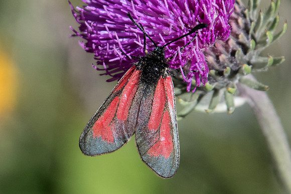 Zygaena purpuralis-6348 - Termignon - 15/07/22