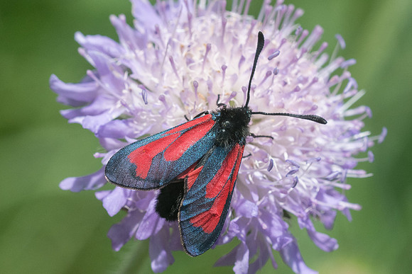 Zygaena purpuralis-5004 - Isola 2000 - 26/06/21