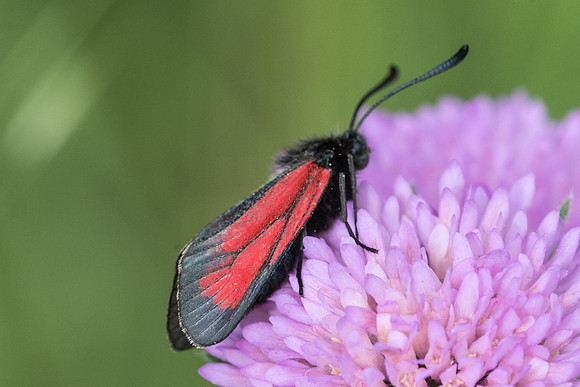 Zygaena purpuralis-5393 - Beuil - 7/07/21