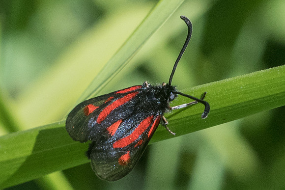Zygaena nevadensis-0501 - Gourdon - 19/05/21
