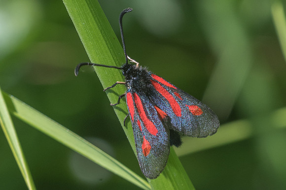 Zygaena nevadensis-0509 - Gourdon - 19/05/21