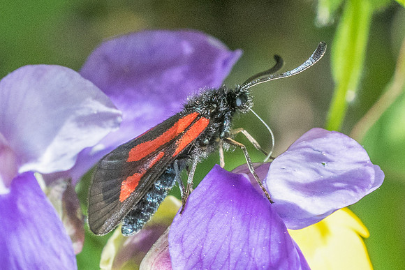Zygaena nevadensis-0482 - Gourdon - 19/05/21