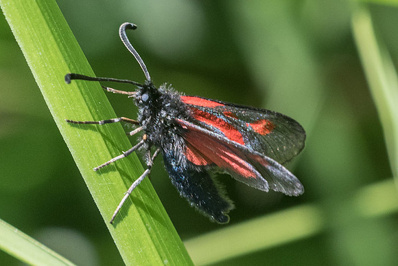 Zygaena nevadensis-0511 - Gourdon - 19/05/21