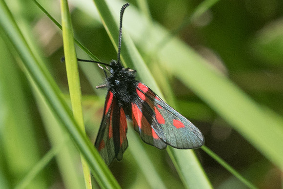 Zygaena nevadensis-0558 -Gourdon (bois de Gourdon) - 19/05/21