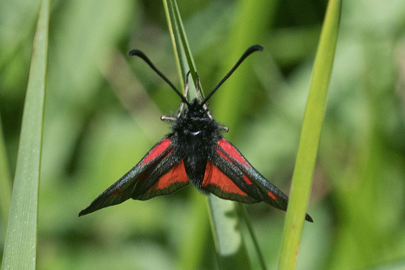Zygaena nevadensis-0560 - Gourdon - 19/05/21