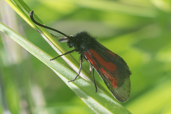 Zygaena nevadensis-0539 - Gourdon - 19/05/21