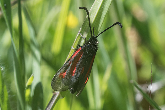 Zygaena nevadensis-0528 -Gourdon (bois de Gourdon) - 19/05/21