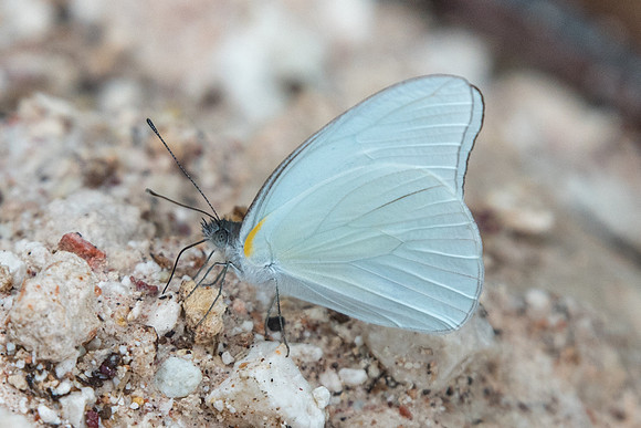 Glutophrissa drusilla-0898