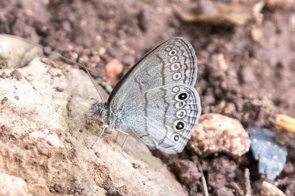 Hermeuptychia sosybius-5986