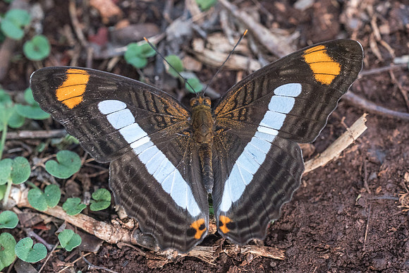 Adelpha paraena massilia-5927 - Uxmal - 4/06/18