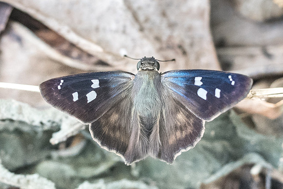 Polygonus manueli ou leo-5872