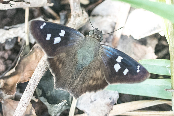 Polygonus manueli-5817