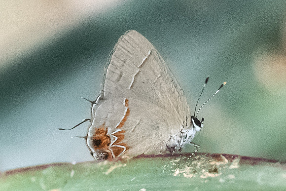 Calycopis origo-5754