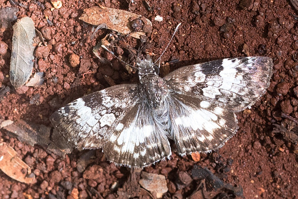Chiomara asychis ♂-1