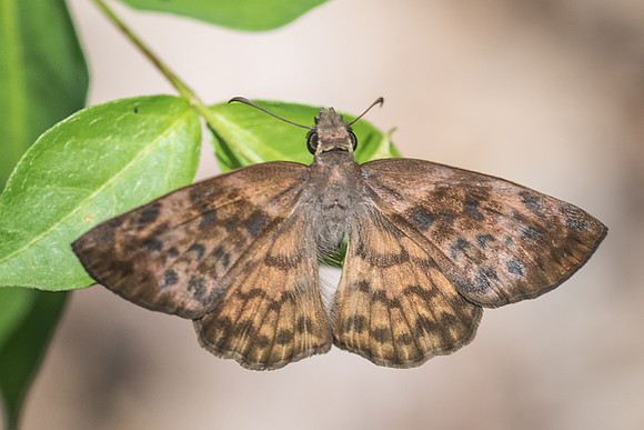 Timochares ruptifasciata-1