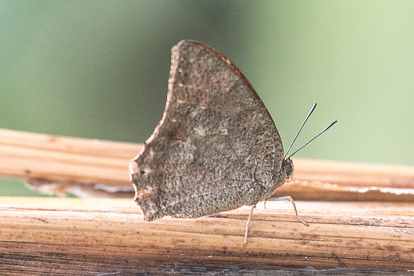 Anaea aidea-5671 Uxmal - 4/06/18