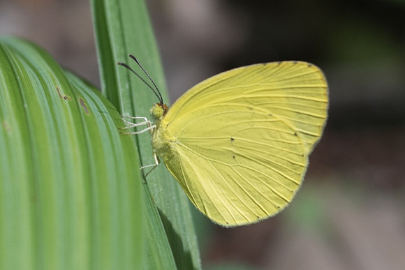 Eurema  nise nelphe-5664