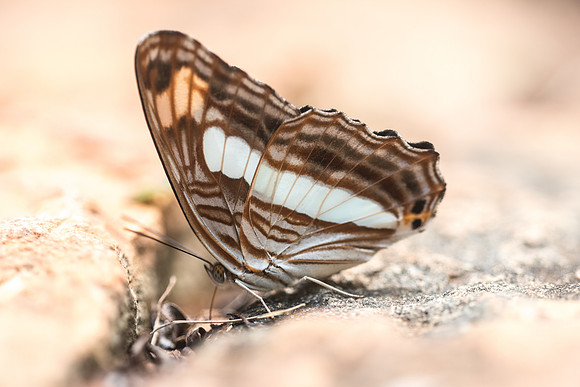 Adelpha iphiclus-5649