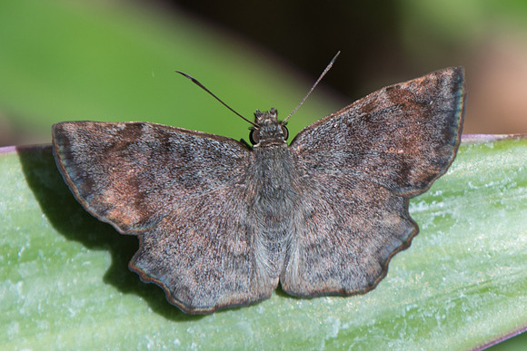 Antigonus erosus-5608