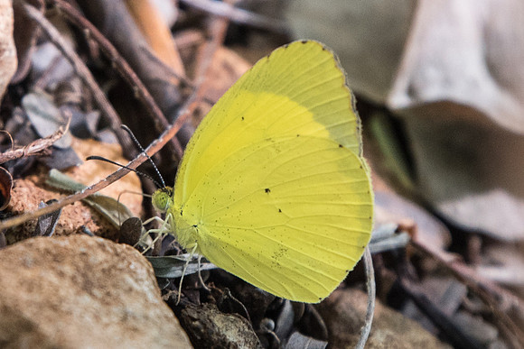 Eurema nise nelphe-5602