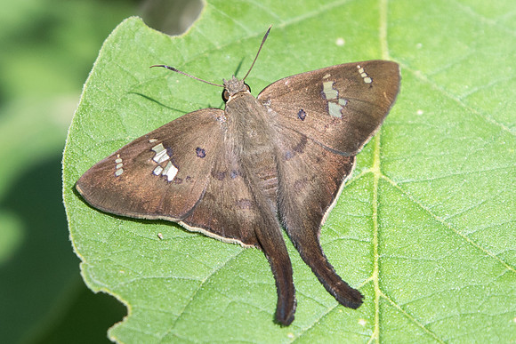 Polythrix asine-5469