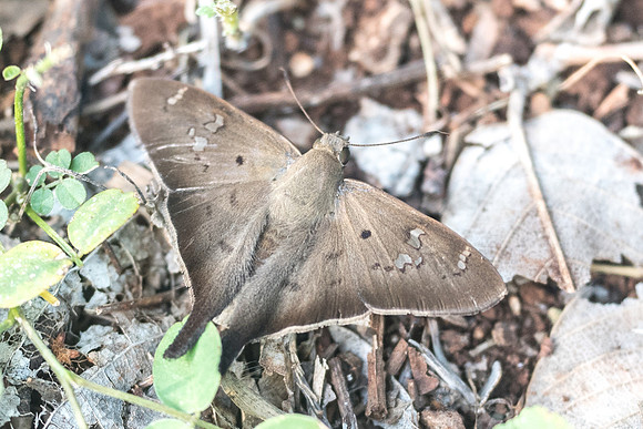 Polythrix asine-5333