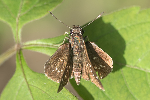 Amblyscirtes tolteca prenda-5328