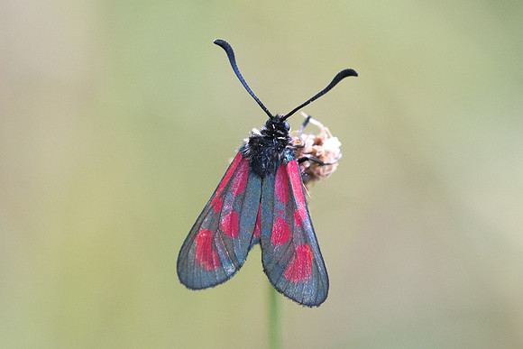 Zygaena loti-3970 - Rimplas - 25/06/21