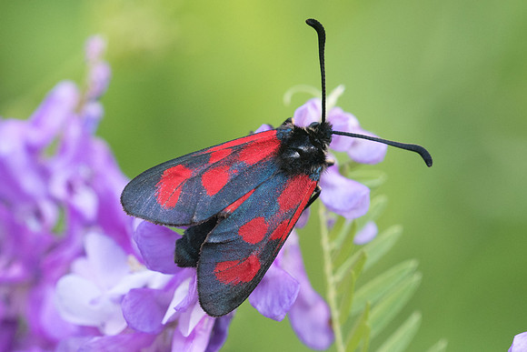 Zygaena loti-4044 - Rimplas 25/06/21