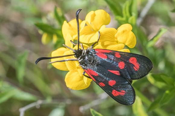 Zygaena loti-8656 - Cipieres - 17/05/21