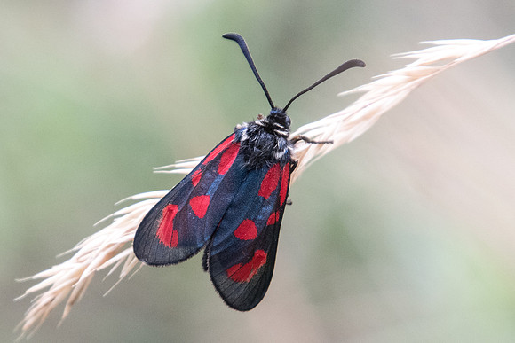 Zygaena loti-5030 - Argentière la bessée - 3/07/20