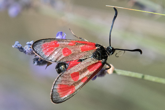 Zygaena loti -3304 - Argentière la bessée - 19/07/22