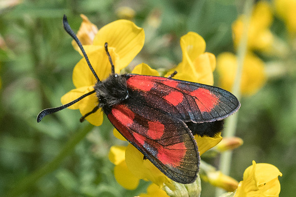 Zygaena loti-1132 - Signes - 21/05/21