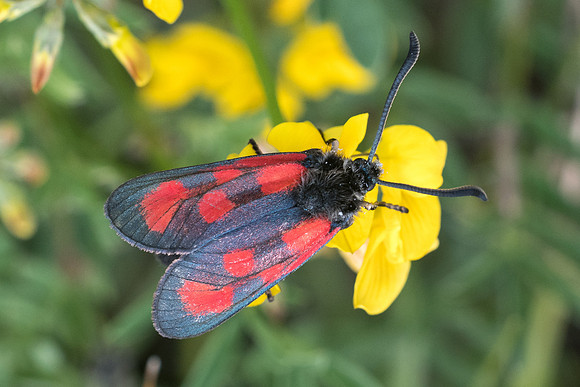 Zygaena loti-1160 - Signes - 21/5/21