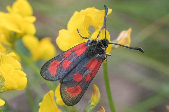 Zygaena loti-1167 - Signes - 21/5/21