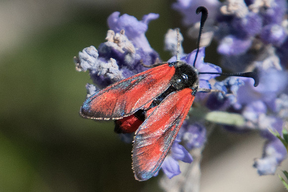 Zygaena loti anneau rouge-3243 Argentière la Bessée - 19/07/22