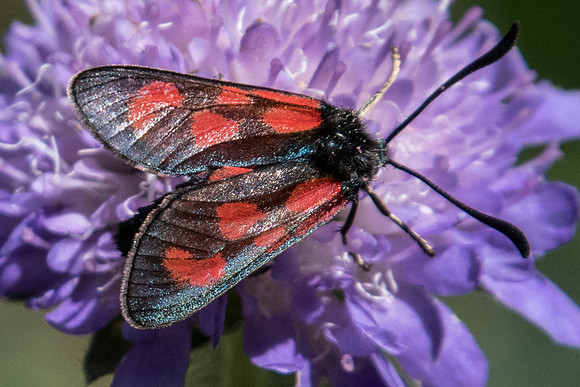 Zygaena loti-6052 - col de l'Izoard (le laus 1745m) - 22/07/21