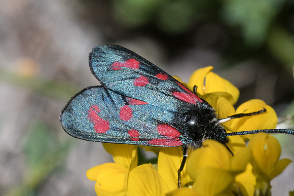 Zygaena loti-8635 - Cipières - 17/05/21