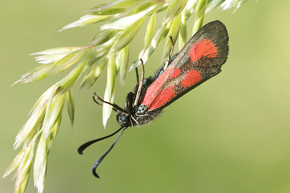 Zygaena loti ♀-4248 - Rimplas - 25/06/21