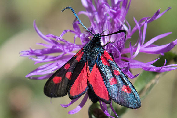 Zygaena lonicerae id--8282 - Termignon 16/07/22
