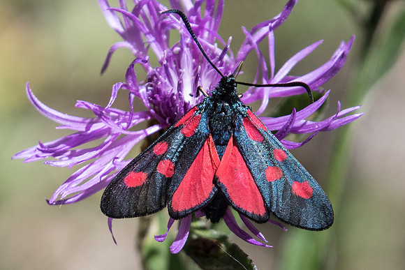Zygaena lonicerae id--8292- Termignon 16/07/22